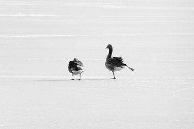 Bird walking around 