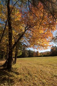 Trees on field during autumn