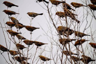 Close-up of sparrows perching on plants