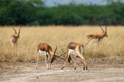 Full length of blackbucks fighting on field in forest