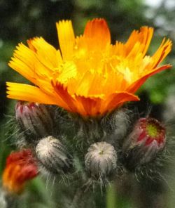 Close-up of yellow flower