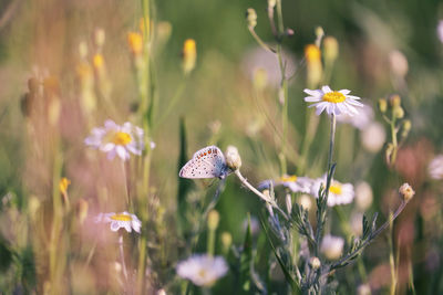 Close-up of butterfly pollinating on flower