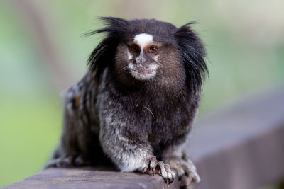 The black-tufted marmoset or star marmoset, t, marmoset, is a species of monkey from the new world.