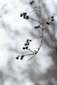 Close-up of berries growing on tree during winter