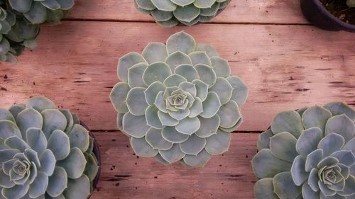 High angle view of succulent plant