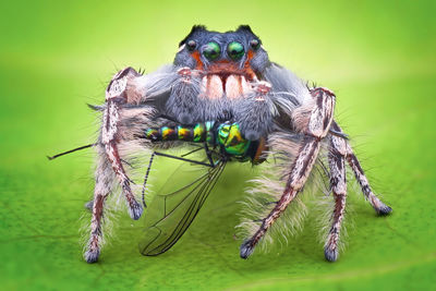 Close-up of spider