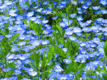 Close-up of fresh purple flowers blooming in garden