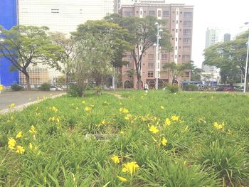 View of yellow flowering plants in park