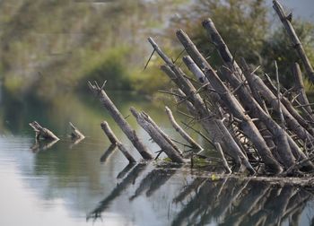 Close-up of plants in lake