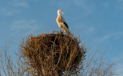 Low angle view of bird perching on plant against sky