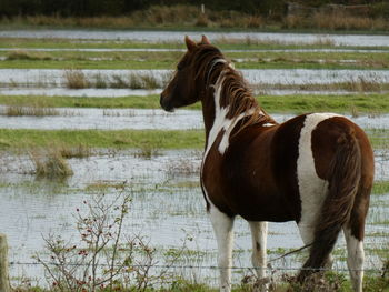 Horse standing in field