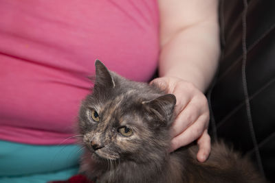 Woman's hand petting a gray long haired cat