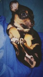 Dog resting on bed