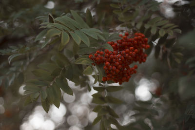 Close-up of red berries growing on tree