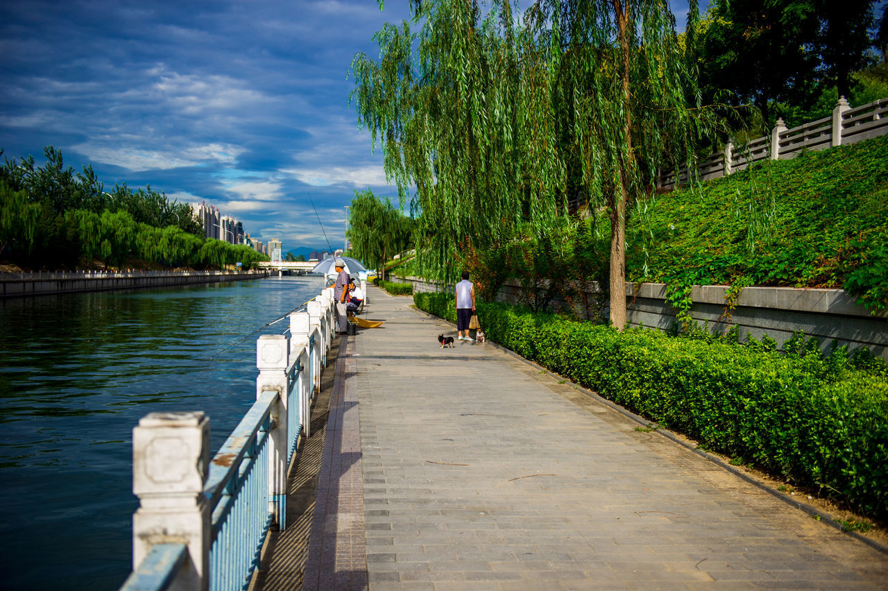 tree, the way forward, water, sky, men, rear view, person, lifestyles, growth, walking, nature, leisure activity, diminishing perspective, tranquil scene, footpath, tranquility, green color, pathway, railing