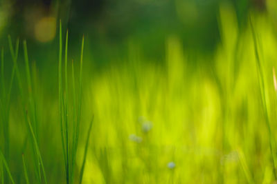 Full frame shot of plants on field