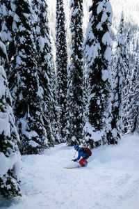 Person skiing on snow covered tree