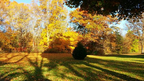 Trees in forest during autumn