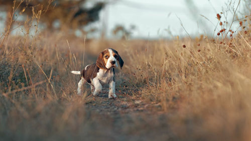 Dog running on field