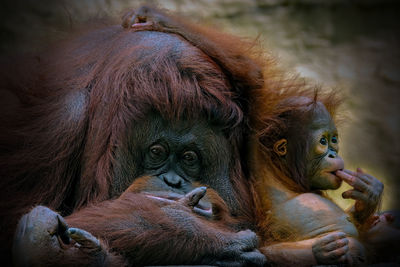 Close-up of orangutan