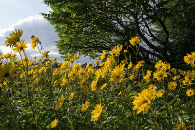Close-up of yellow flowers blooming on field