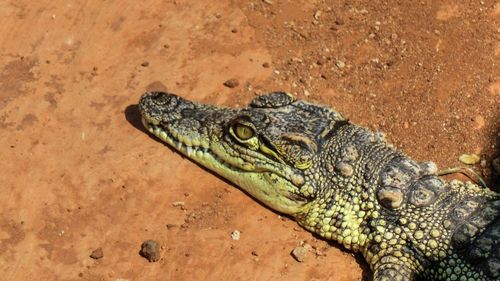 Close-up of lizard