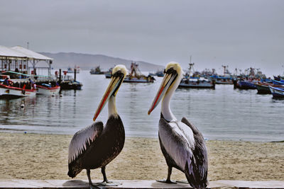 Seagulls perching on wooden post by sea against sky