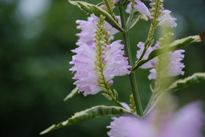 Close-up of pink flowering plant