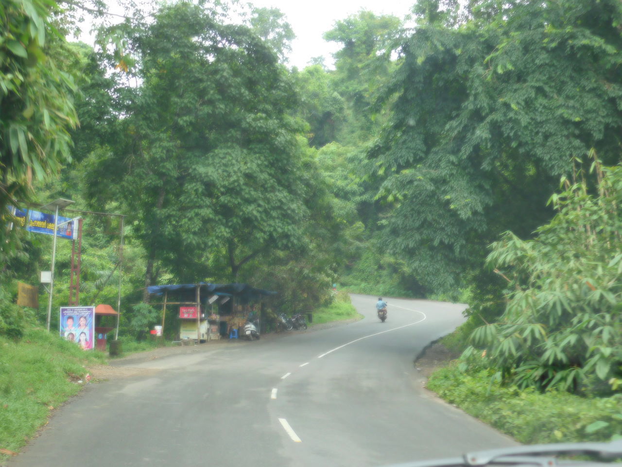 ROAD IN TREES