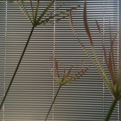 Close-up of palm leaf