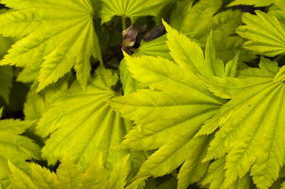 Close-up of leaves