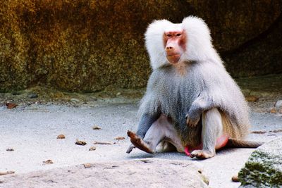 Lion sitting on rock