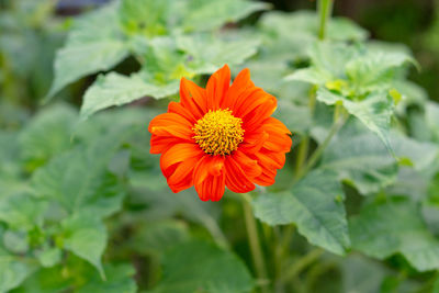 Close-up of orange flower