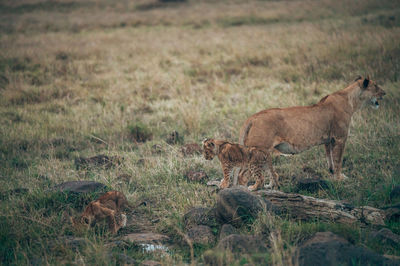 View of cats on field