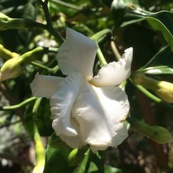 Close-up of white flowers