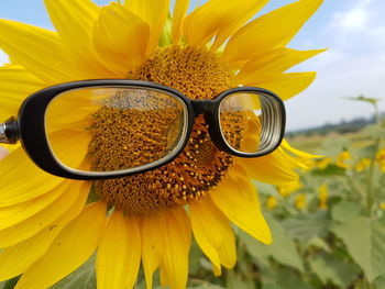 Close-up of sunflower