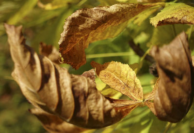 Close-up of plant