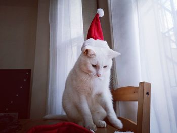 Close-up of cat with santa hat looking away