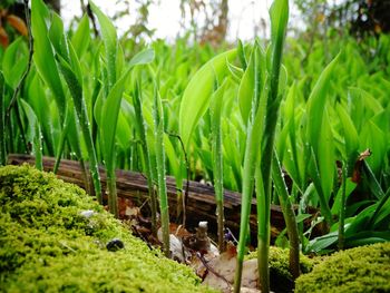 Plants growing in a garden