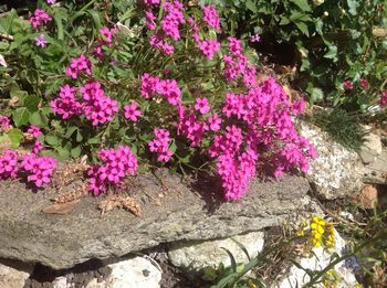 Close-up of pink flowers