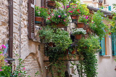 Low angle view of potted plants on wall of building