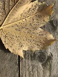 High angle view of leaf on wood