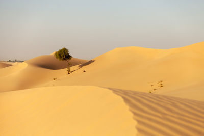 One lonely tree in the desert in the uae hidden between the sand dunes