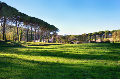 Scenic view of farm against clear sky