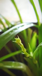 Close-up of green plant