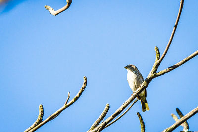 Low angle view of bird perching on tree against clear blue sky