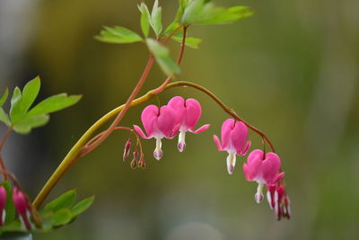 Branch of bleeding heart flower  in natural environment   - close-up 