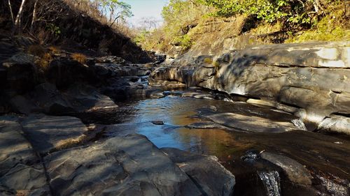River amidst trees