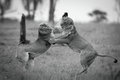 Mono lionesses play fight on hind legs