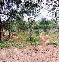 Deer standing in a field